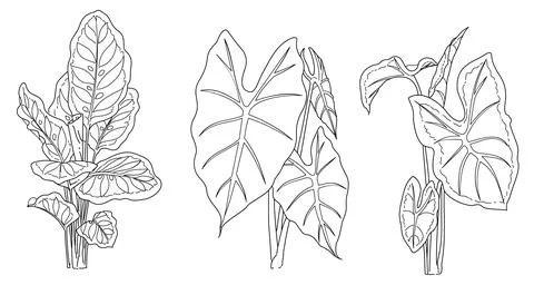 Branch of a tree with leaves 스톡 일러스트