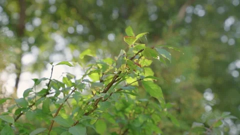 Branch of tree with leaves veiled in cobwebs under sunlight Stock Footage 274249202