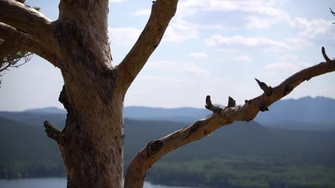 Branch of tree in the mountains Stock Footage 247504593