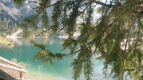 Branch of a tree moved by the wind with a lake to the background Stock Footage 97922670