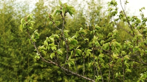A branch of a tree moved by the wind in the spring in Italy, 4K Video stock 75083549