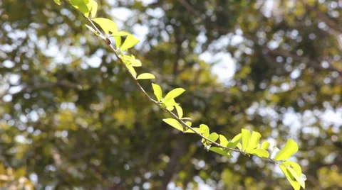 Branch of the tree  movement 動画素材 35296219