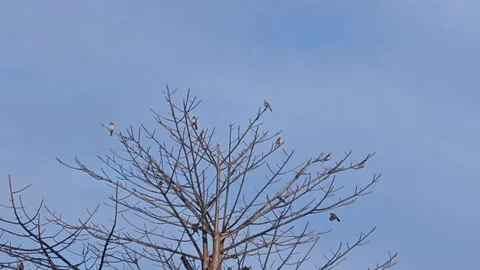 A branch of a tree that is perched on by small birds Stock Footage 247135988