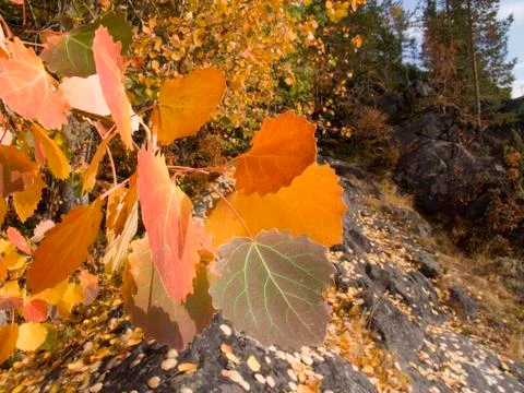 Branch of a tree Stock Photos