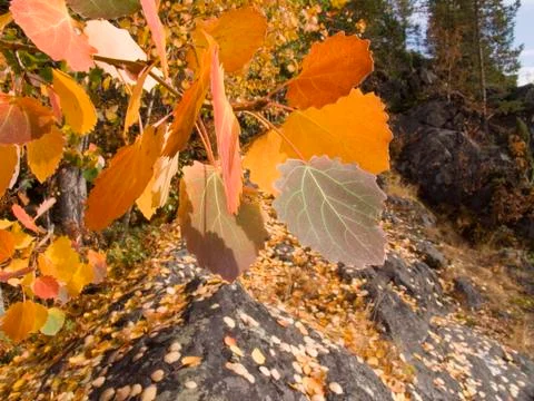Branch of a tree Stock Photos