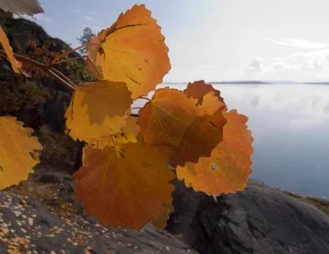 Branch of a tree Stock Photos
