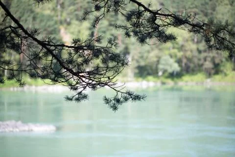 Branch of a tree Stock Photos