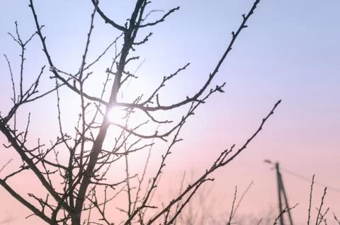 Branch Of Tree Stock Photos