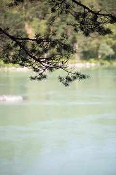 Branch of a tree Stock Photos