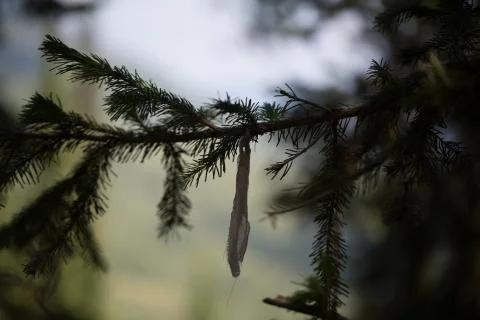 Branch of a tree Stock Photos