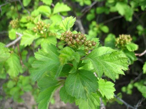 Branch of tree Stock Photos