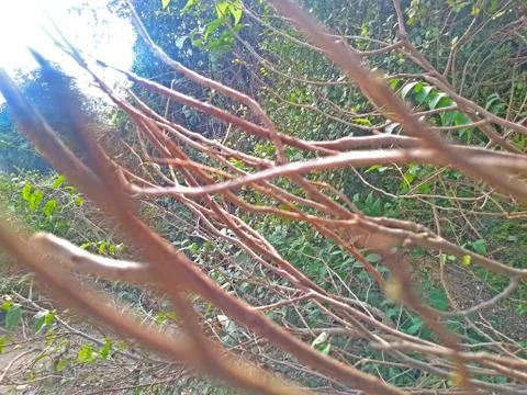 Branch of tree Stock Photos
