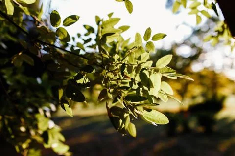 Branch of a tree	 Stock Photos