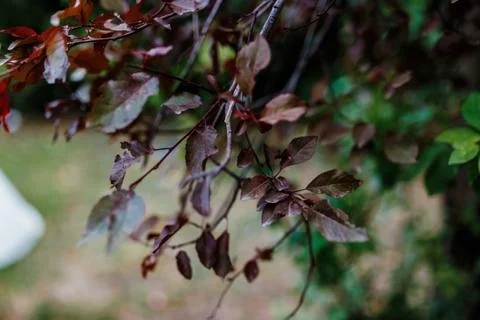 Branch of a tree Stock Photos
