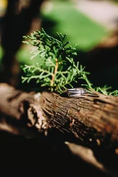 Branch of a tree	 Stock Photos