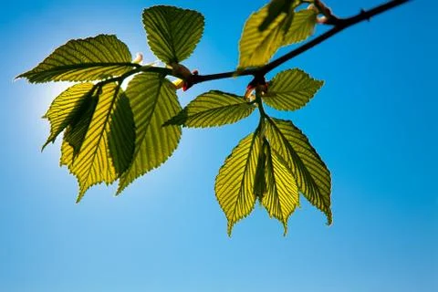 Branch of a tree Stock Photos