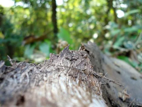 Branch Of Tree Stock Photos