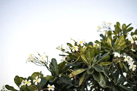 Branch Of Tree Stock Photos