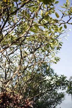 Branch Of Tree Stock Photos
