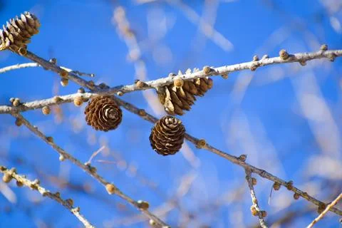 Branch of a tree with pine cones Stock Photos