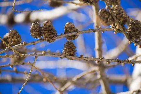 Branch of a tree with pine cones Stock Photos