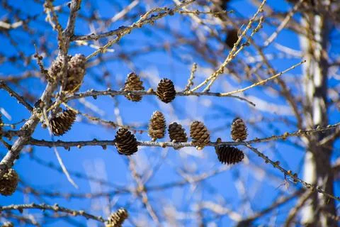 Branch of a tree with pine cones Foto stock