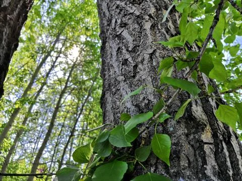 Branch by a tree post Stock Photos