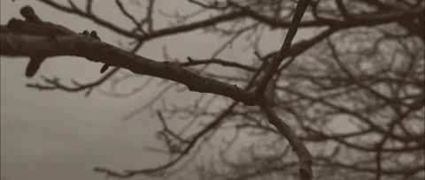 A branch of a tree is preparing for the night Stock Footage 186238808