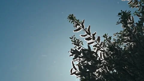  branch of tree producing flying pollen at spring Stock Footage 152177921