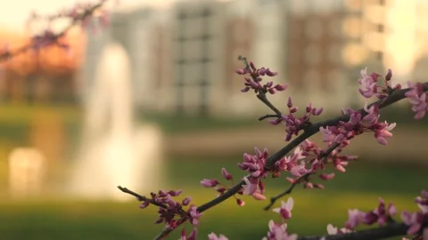 A branch of a tree with purple flowers Stock Footage 236853018