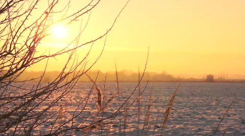 Branch of a tree in the rays of dawn. Winter Stock-Footage 44665813