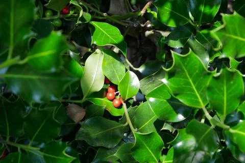 Branch of tree with red berries 스톡 사진