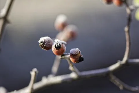 Branch of Tree with Red Berries Foto stock