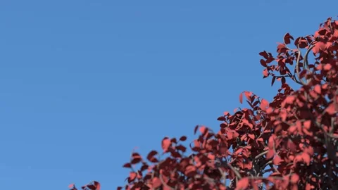 A branch of a tree with red leaves sways in the corner of the right screen Stock Footage 151305490