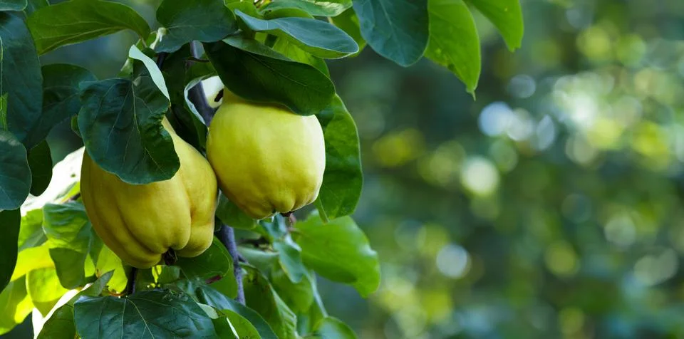 Branch of tree with ripe yellow quince fruits. Stock Photos
