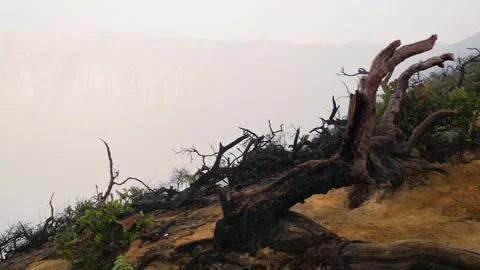 Branch tree rusty burnt scorched mountain crater cauldron exotic Видео 261365960