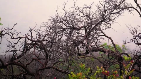 Branch tree rusty burnt scorched mountain exotic Stock Footage 261367113