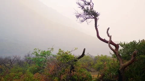 Branch tree rusty burnt scorched mountain exotic Stock Footage 261367204