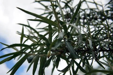 The branch of a tree with sharp leaves Stock Photos