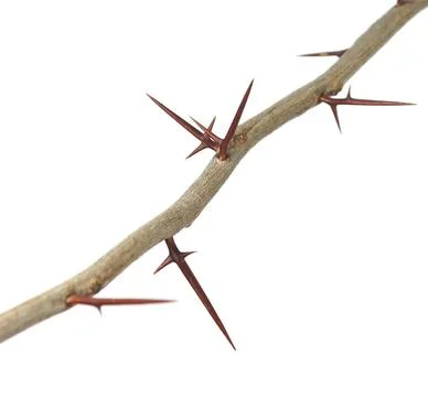 A branch of a tree with sharp long xiphoid thorns on a white background Stock Photos