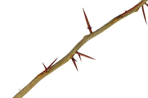 A branch of a tree with sharp long xiphoid thorns on a white background Stock Photos