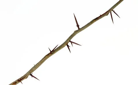 A branch of a tree with sharp long xiphoid thorns on a white background. Foto stock
