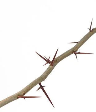 A branch of a tree with sharp long xiphoid thorns on a white background Stock Photos