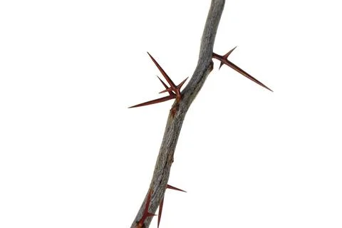 A branch of a tree with sharp long xiphoid thorns on a white background. Stock Photos