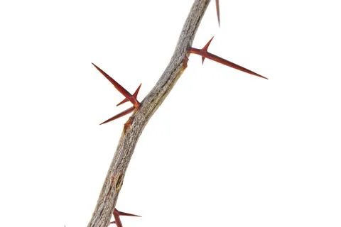 A branch of a tree with sharp long xiphoid thorns on a white background. Foto stock