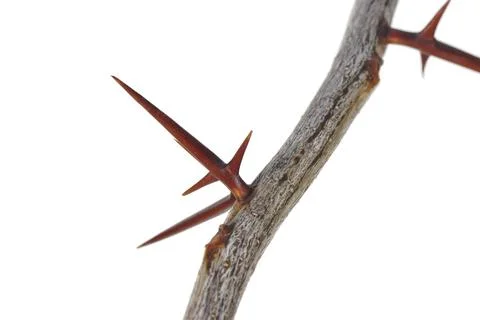 A branch of a tree with sharp long xiphoid thorns on a white background. Stock Photos