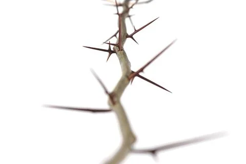 A branch of a tree with sharp long xiphoid thorns on a white background Stock Photos