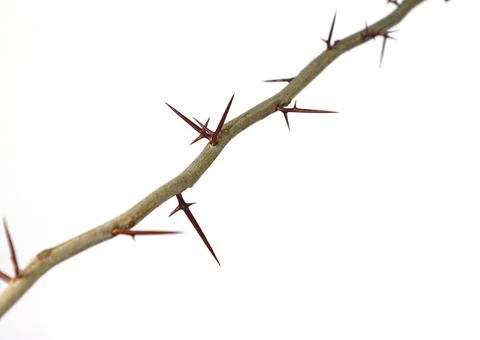 A branch of a tree with sharp long xiphoid thorns on a white background Stock Photos
