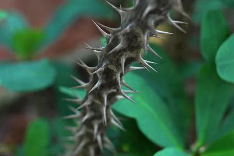A branch of tree with sharp spikes Stock Photos