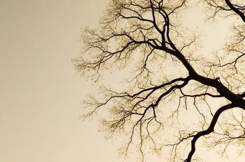 Branch of tree silhouette Stock Photos